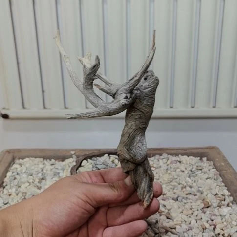 岁***月柏木崖柏根艺根雕根雕崖柏
