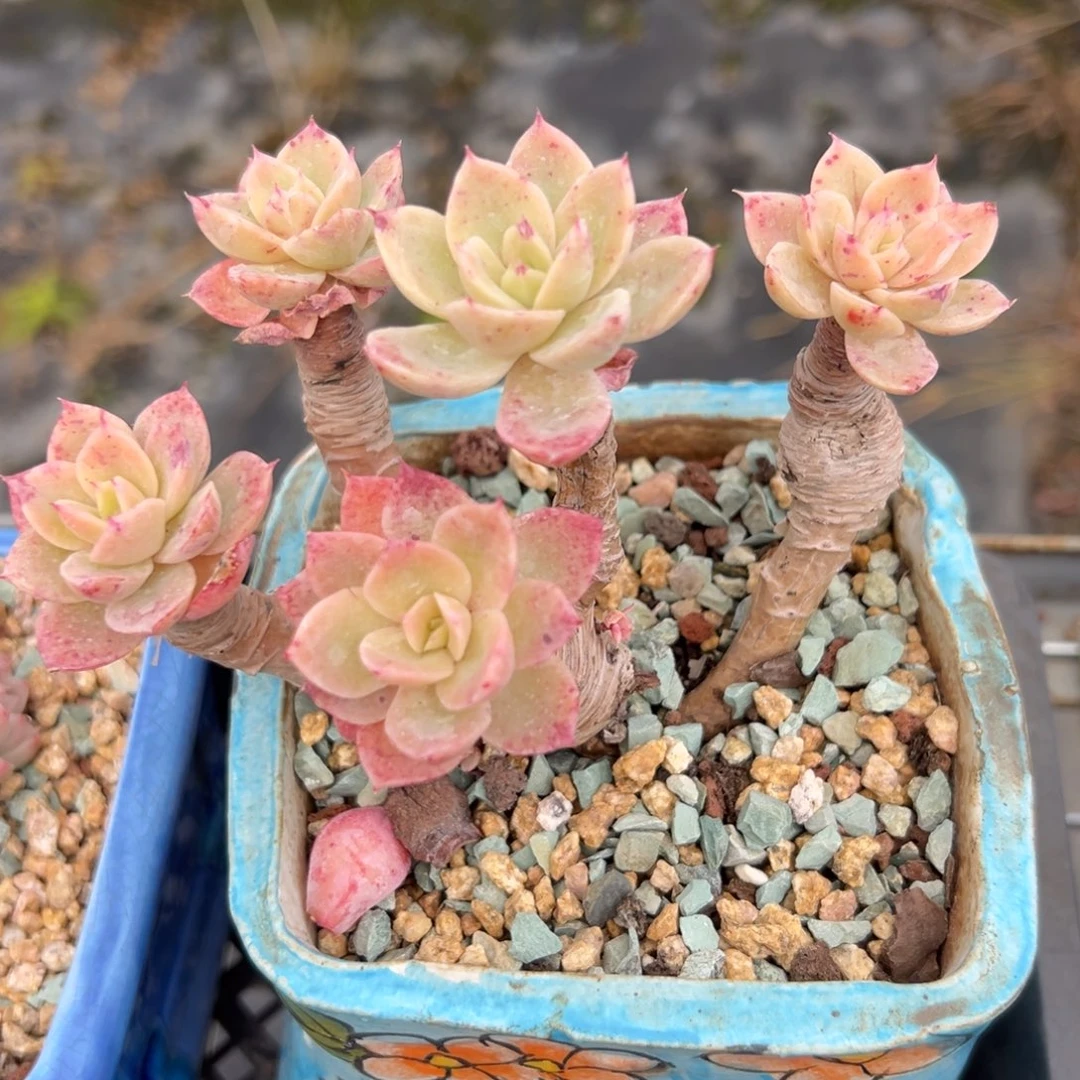 丝绸精控多肉一物一拍