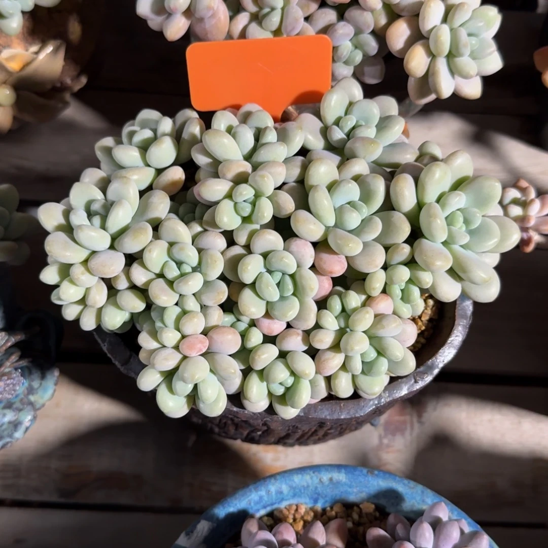 白奶糖1111111111111111