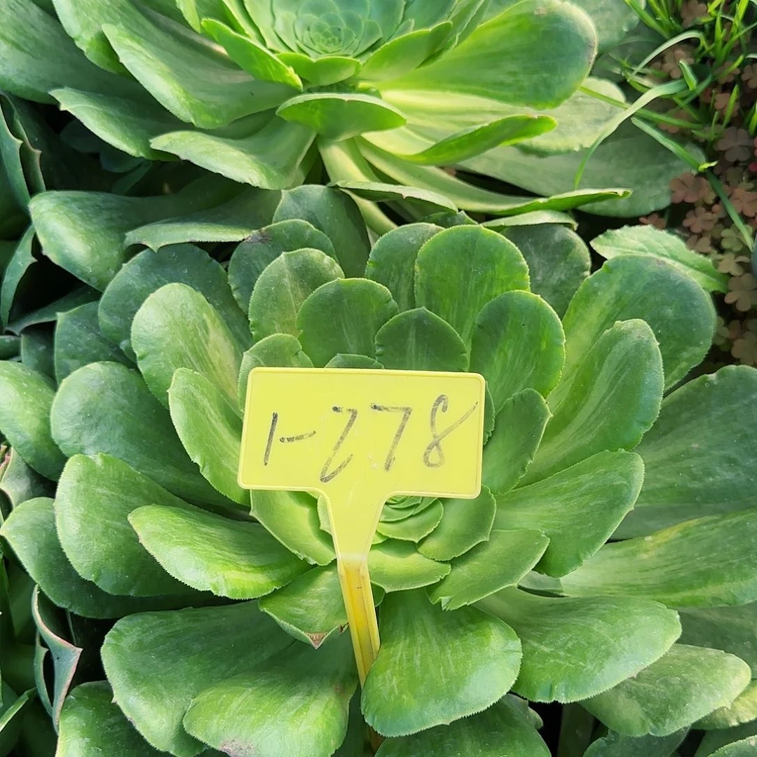 薇*1-278--多头多肉植物