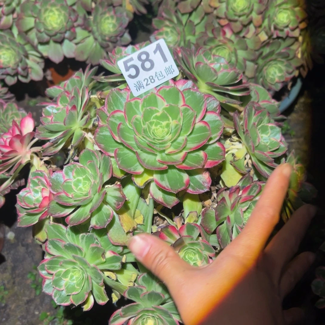 多肉植物581万花筒