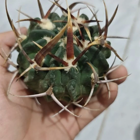 龙剑丸，落地自根（有根芽）