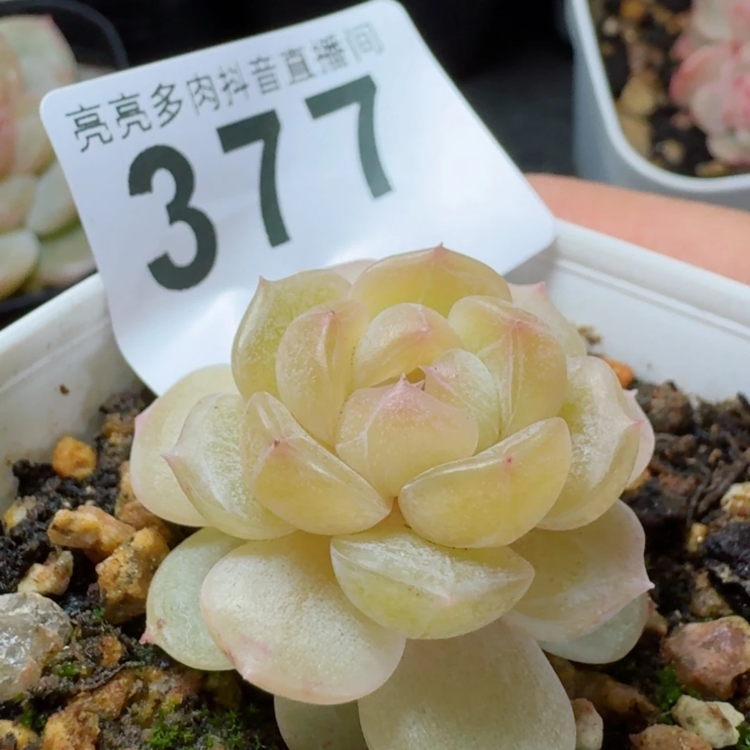福利         精品多肉