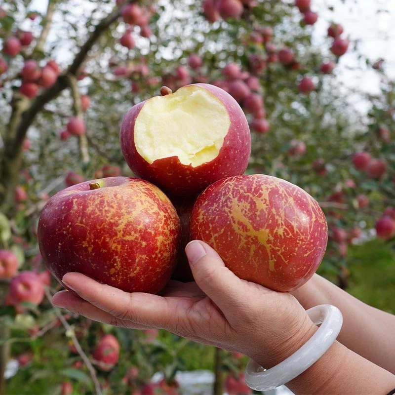 云南昭通正宗丑苹果新鲜水果应季水果脆甜