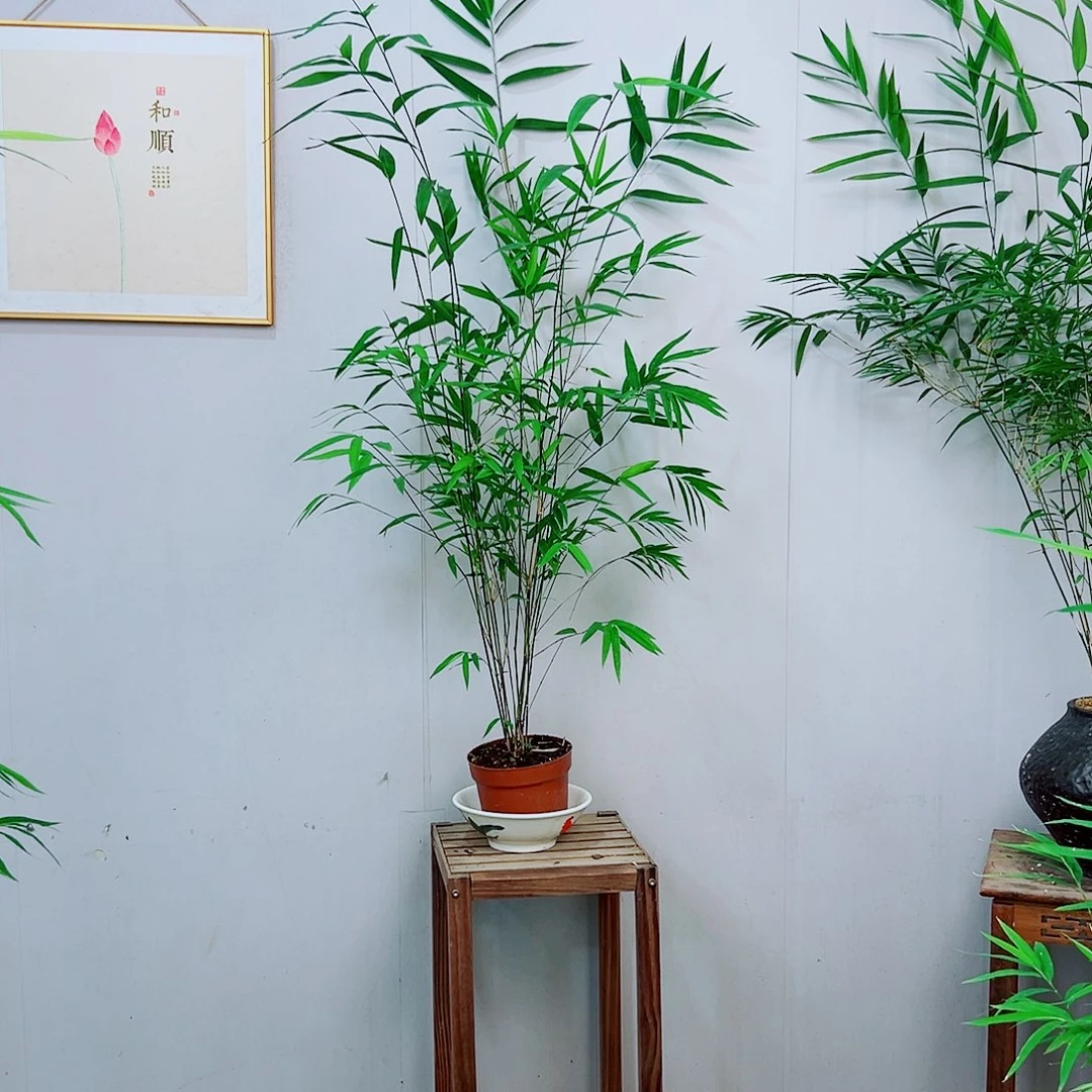 不开花植物内门竹
