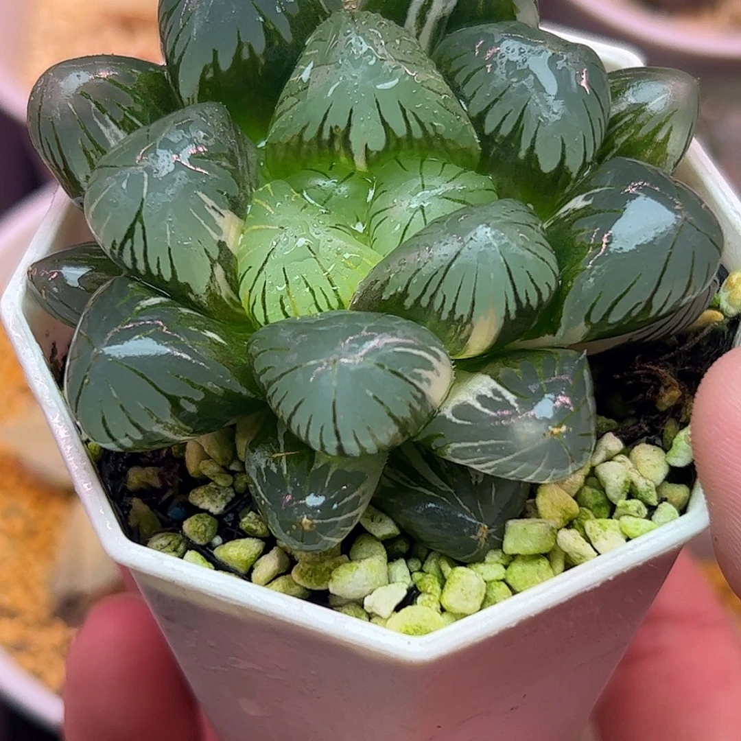 地泉巨大化六公分亚成株