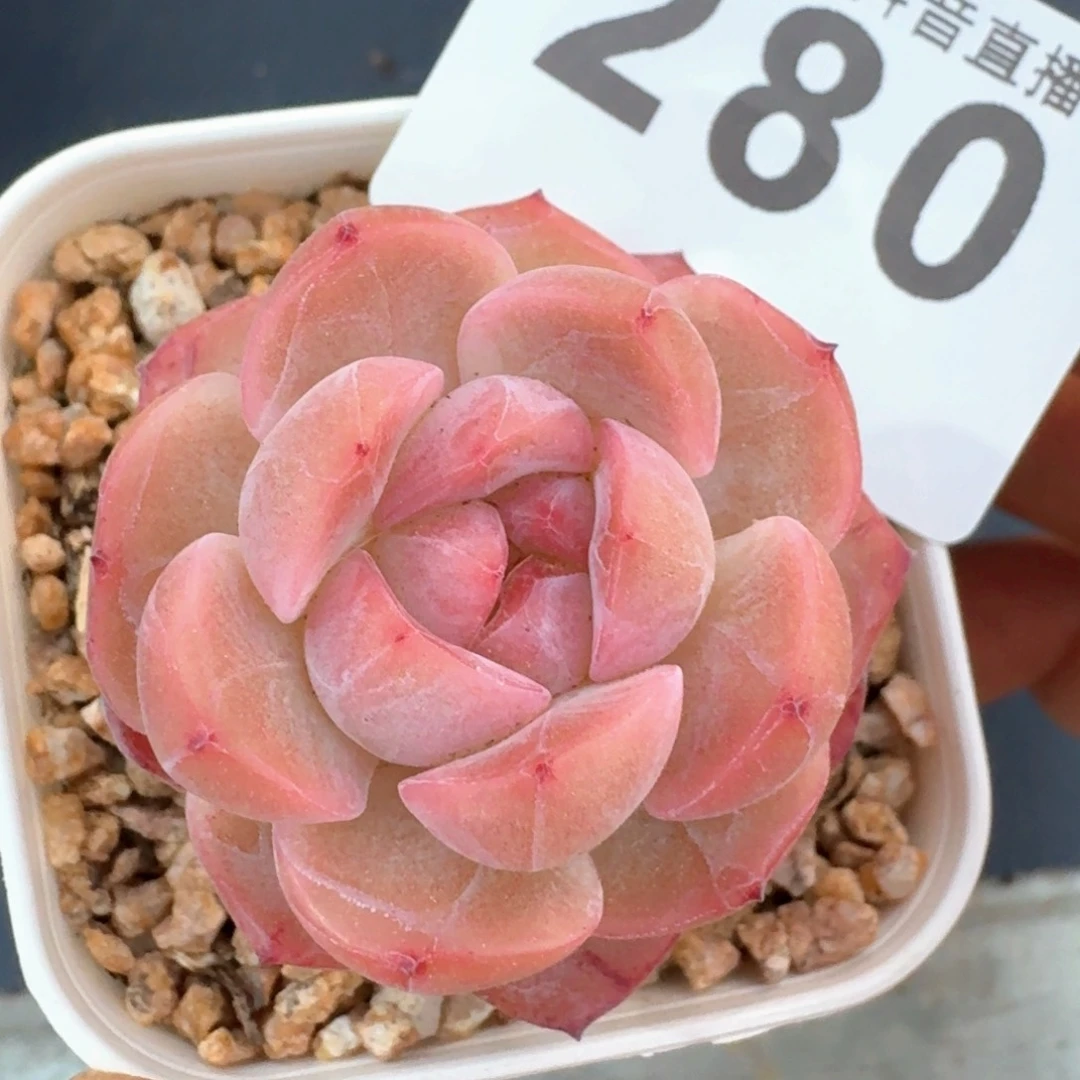 干冰   今日福利，多肉植物请凑单够包邮