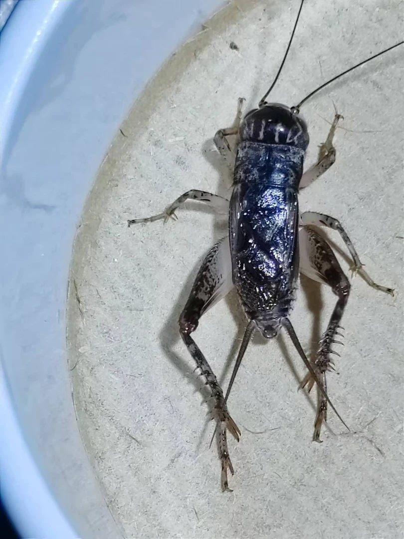 山东河北大地野生蛐蛐吃口重红黏土牙型好