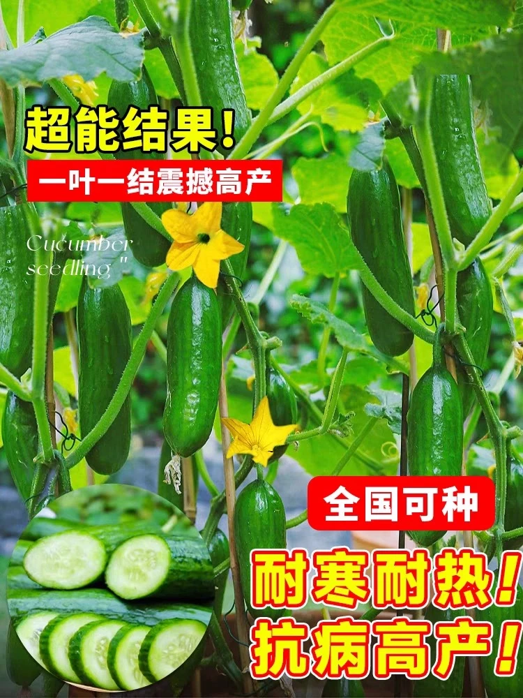 高产水果黄瓜苗盆栽地栽蔬菜种苗