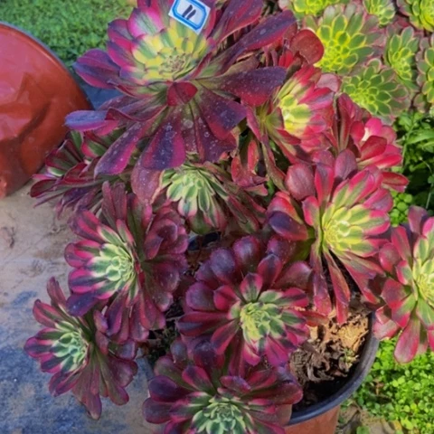 维纳斯舞天姬多肉植物11多肉