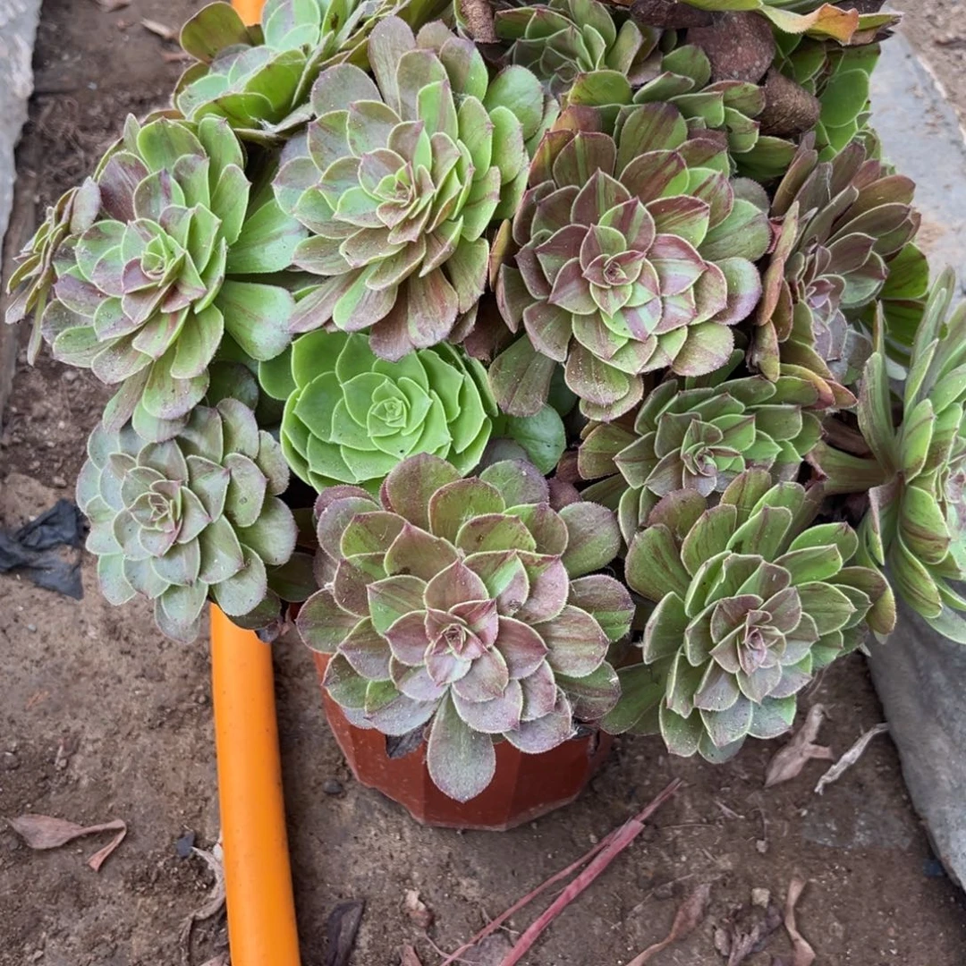 花月夜大捧花426号