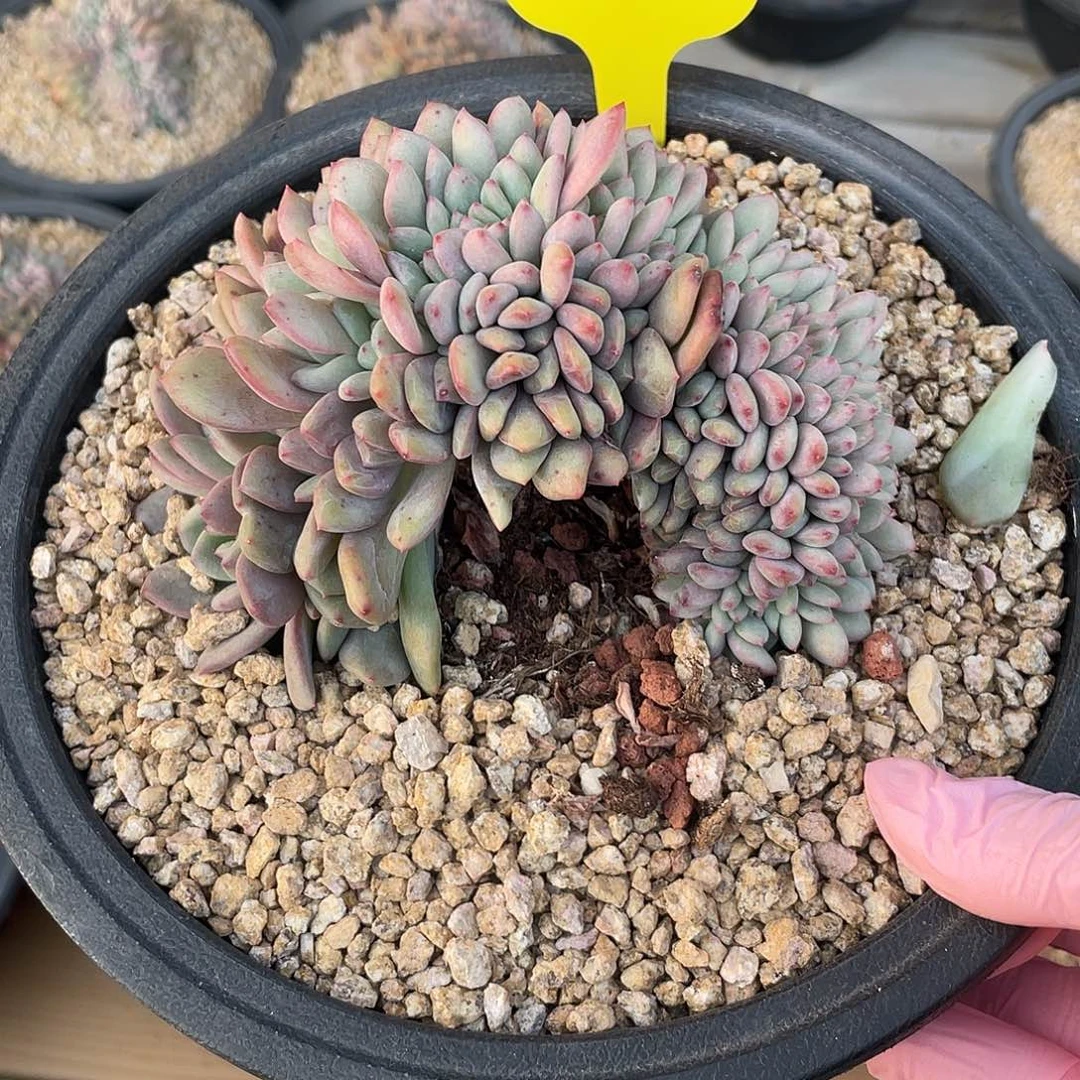 2号爱丽儿缀化，实生