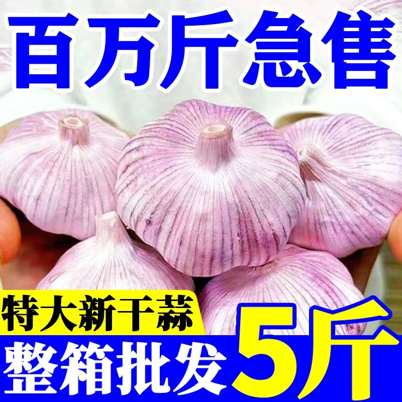 正宗紫白皮大蒜新鲜干蒜农产品生鲜特产1