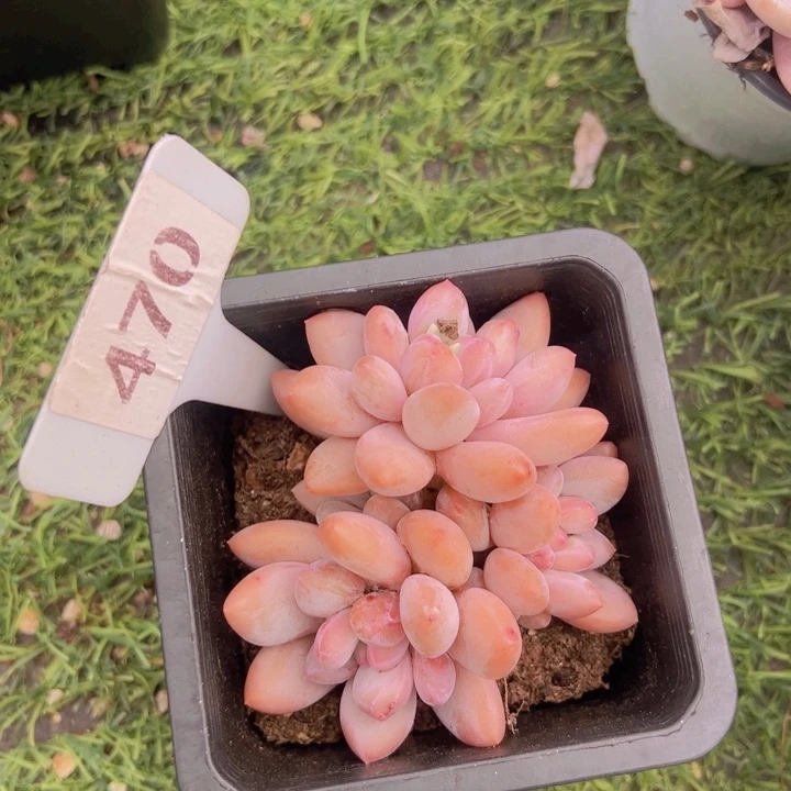 健健康康平平安安