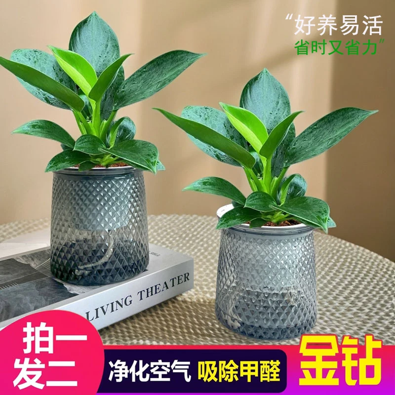 【买一送一】金钻绿公主配盆栽房间桌面绿植物好易养活观叶美观鲜活