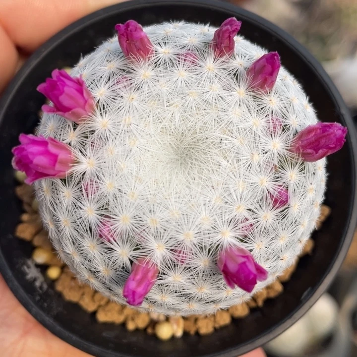 大春星         实生根