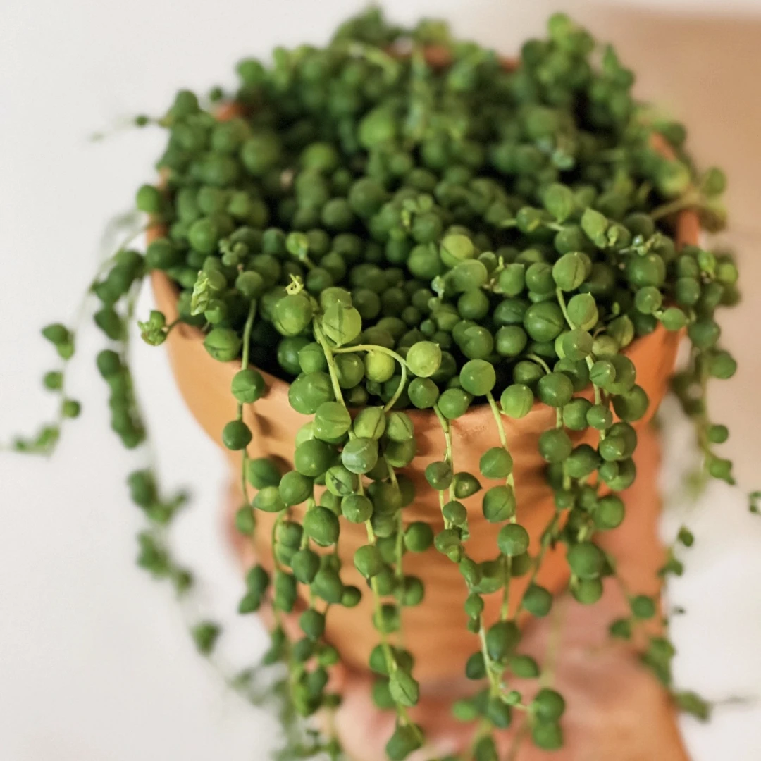 佛珠吊兰盆栽情人泪吊兰垂吊室内多肉植物客厅耐干好养垂吊盆栽