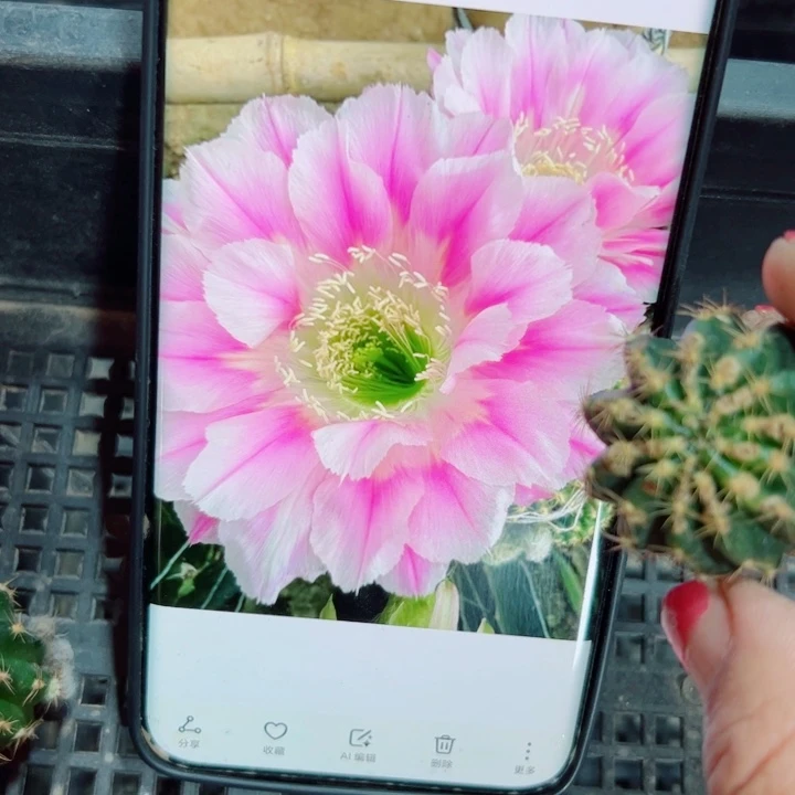 44丽花美花9伤歪无根侧芽2一3公分左右20包邮