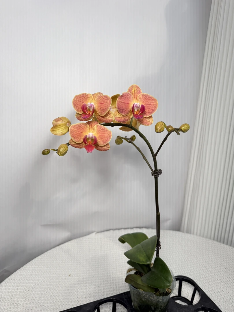 蝴蝶兰《黄花梨》开花带花苞室内花卉盆栽高品质观赏植物