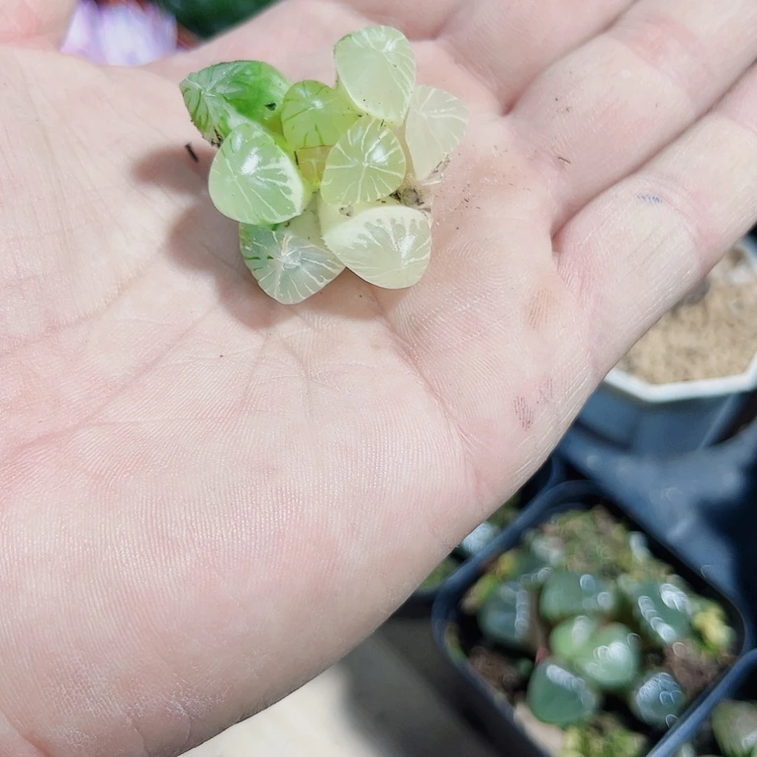 冰灯锦新手好养的