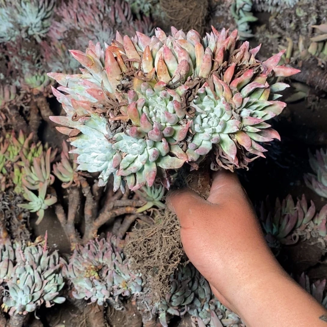 2065哈哈哈哈哈哈哈哈哈