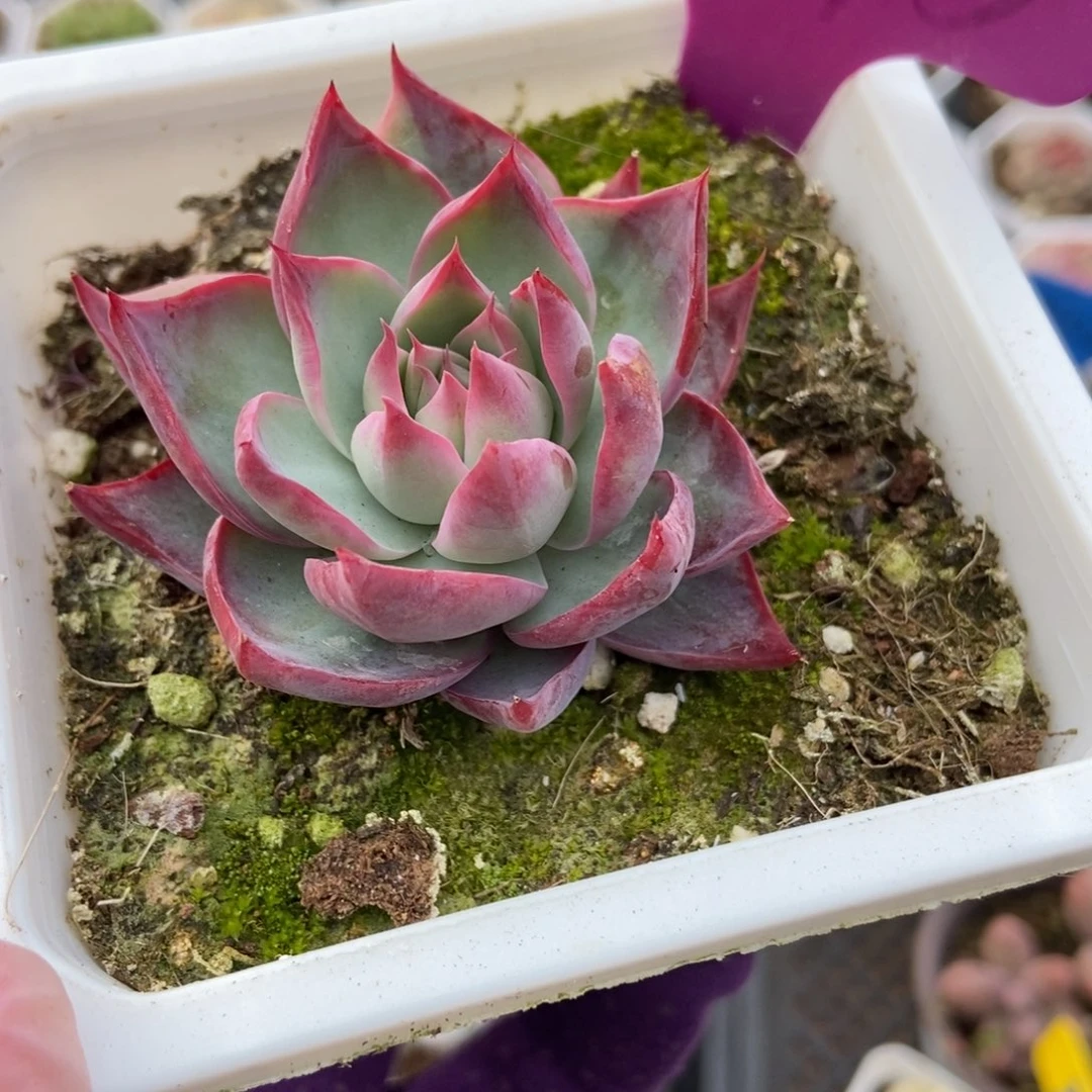 1975惊鸿仙子多肉植物