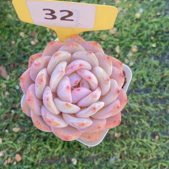 健健康康平平安安