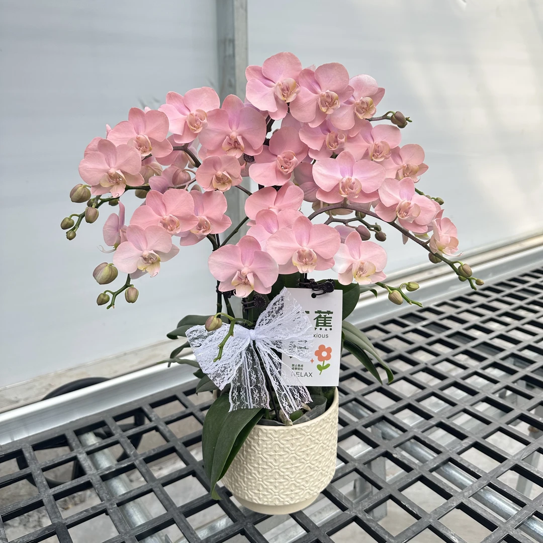 蝴蝶兰 《水蜜桃》粉色系 室内花卉 马卡龙喷色工艺