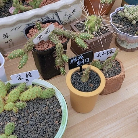 满*红仙人掌Baby －片有根