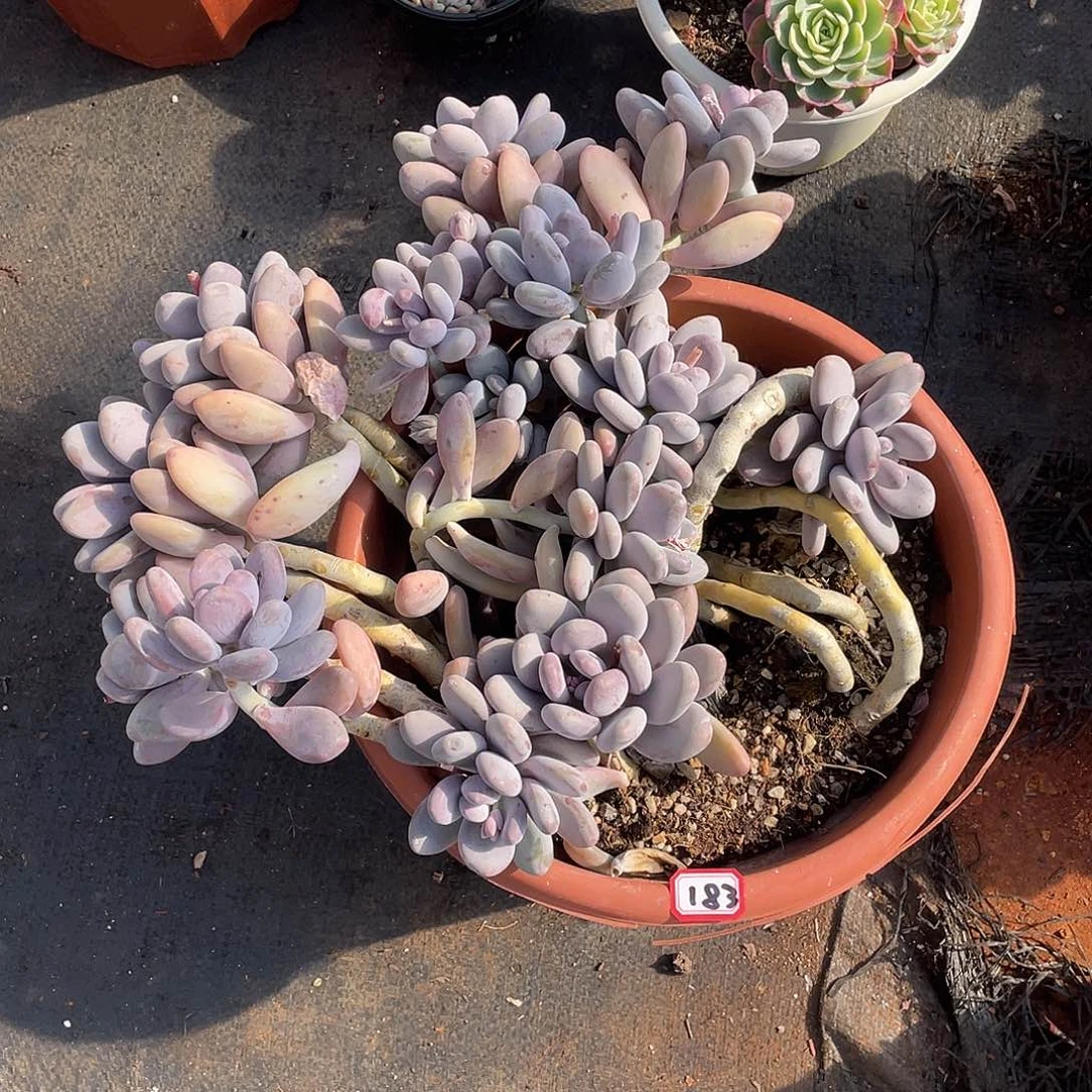 183桃美人 一物一拍多肉