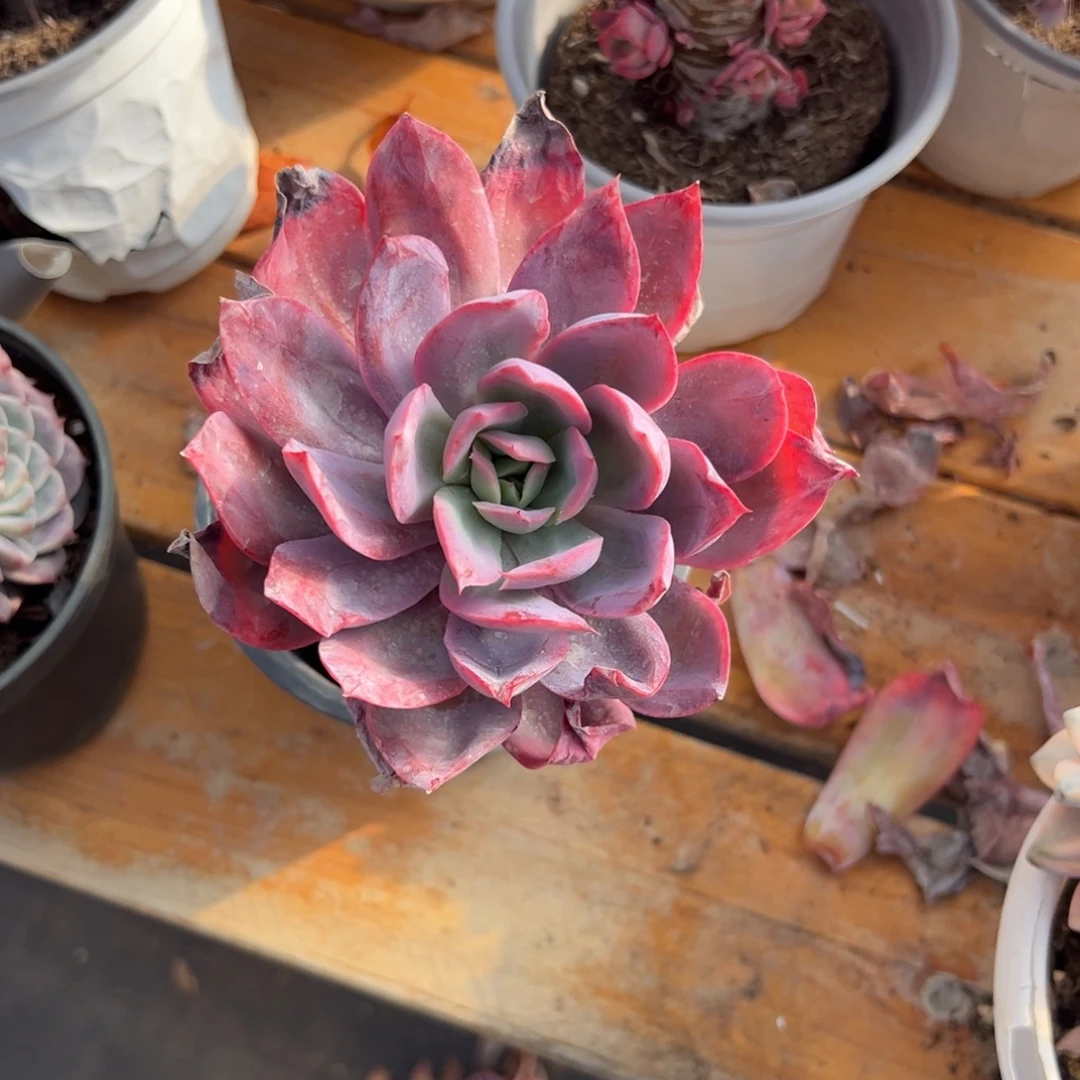 多肉单头绮罗仙子【非偏远地区满18包邮】