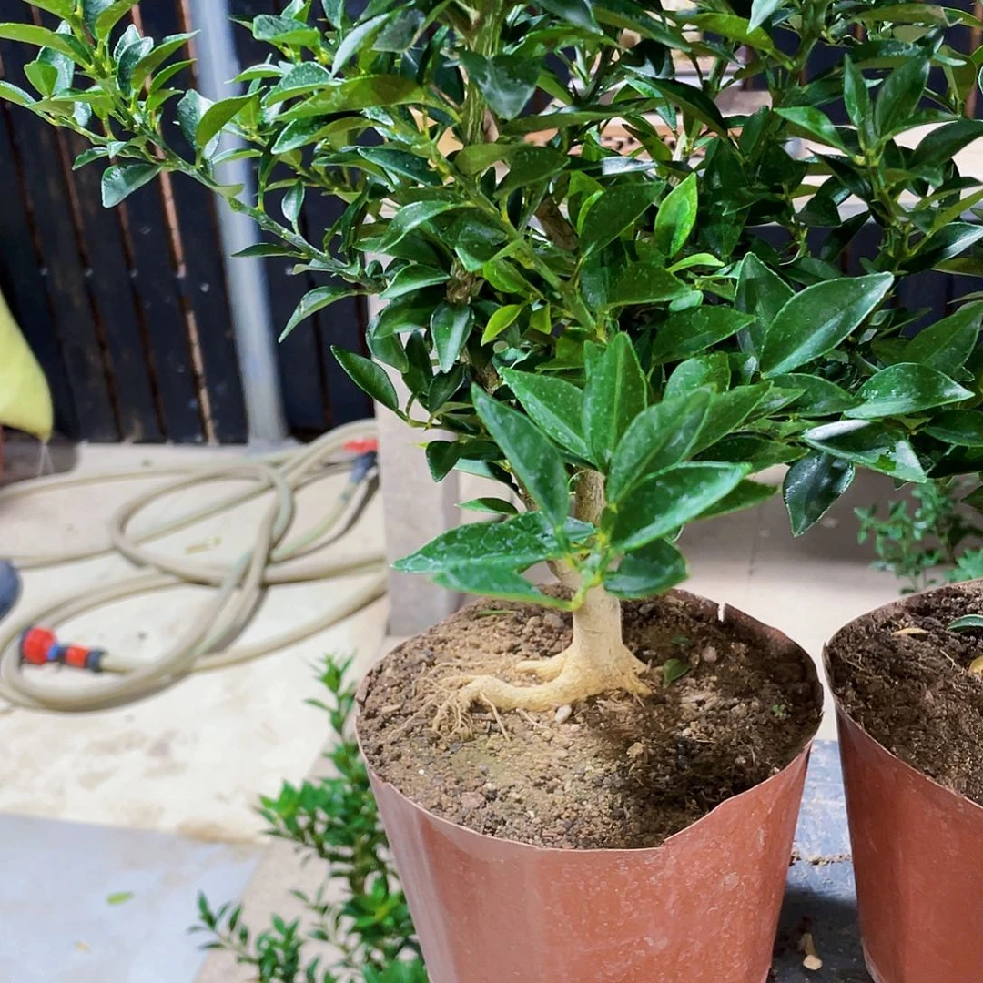 完全开放楚*八房柑八房柑