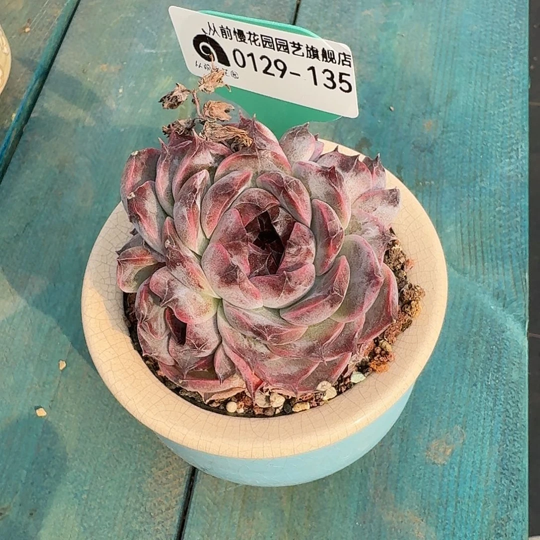 从前慢花园多肉0129-135