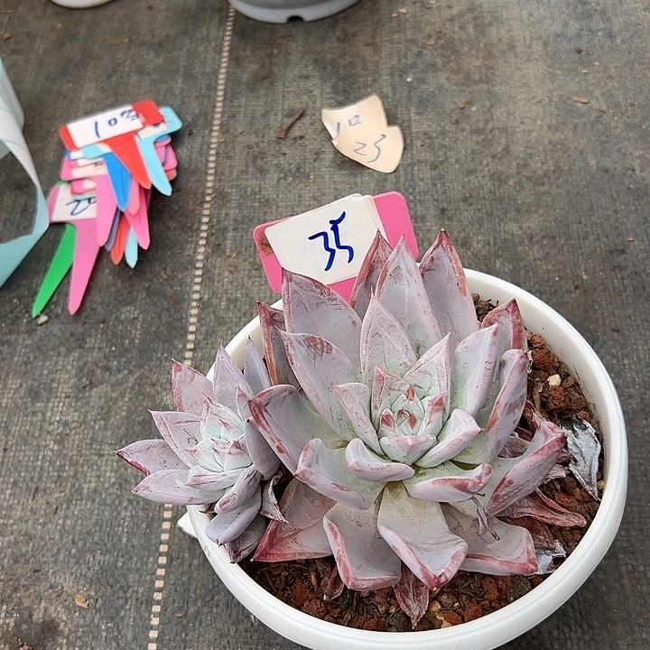 35座祖母一个脱土