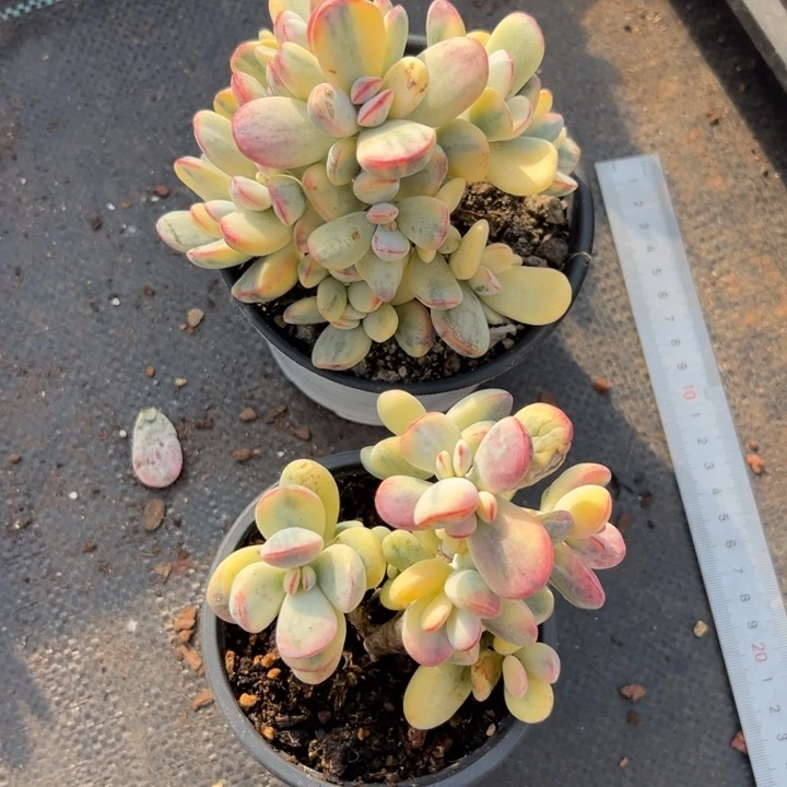 无花朵435号福娘锦两个（买一送一）