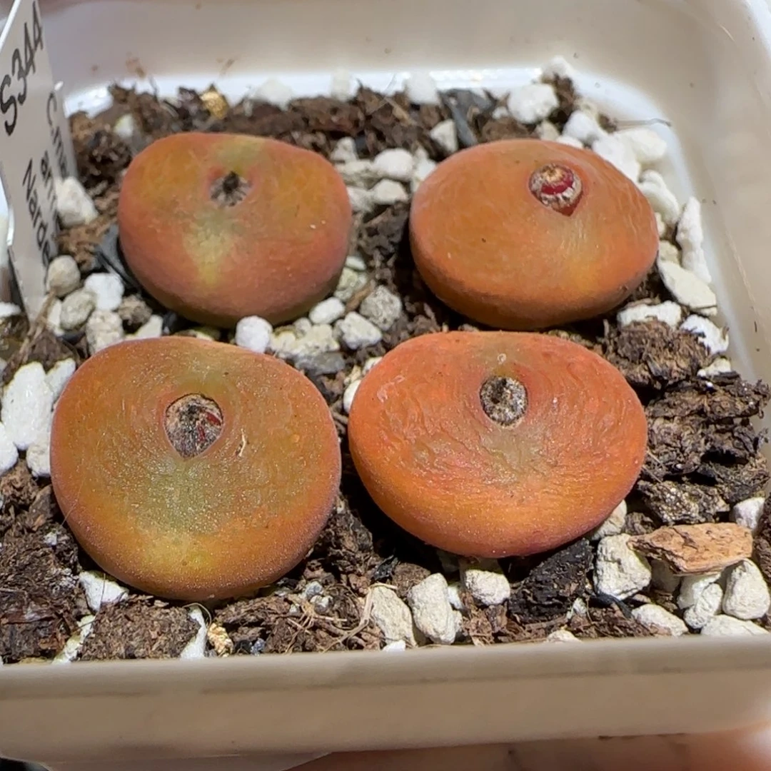 肉锥多肉植物百科31-水蜜桃福利1328