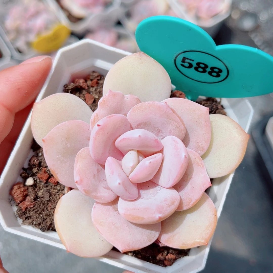 588号小老桩奶茶单头