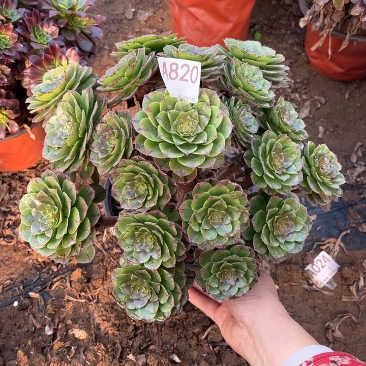 万拉丝多肉植物820.