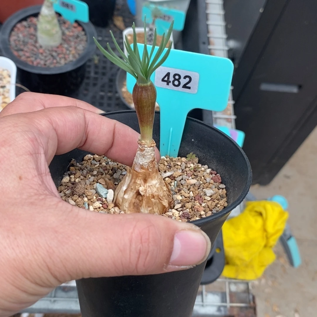 Gn弹簧草产地多肉植物