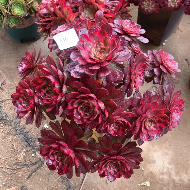 半**过636草莓蛋糕多肉植物