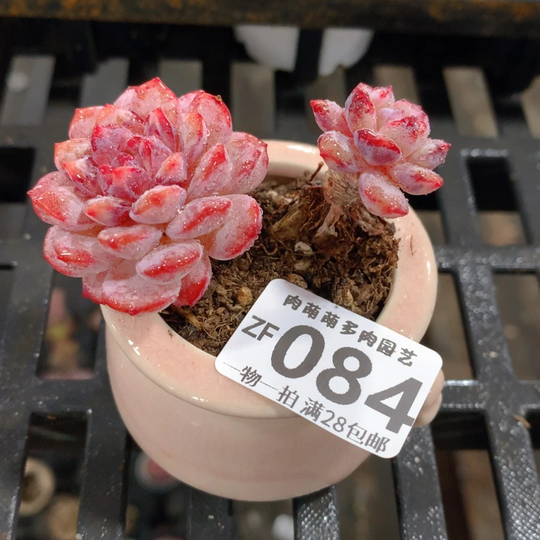 肉萌萌拇指盆精控多肉ZF084