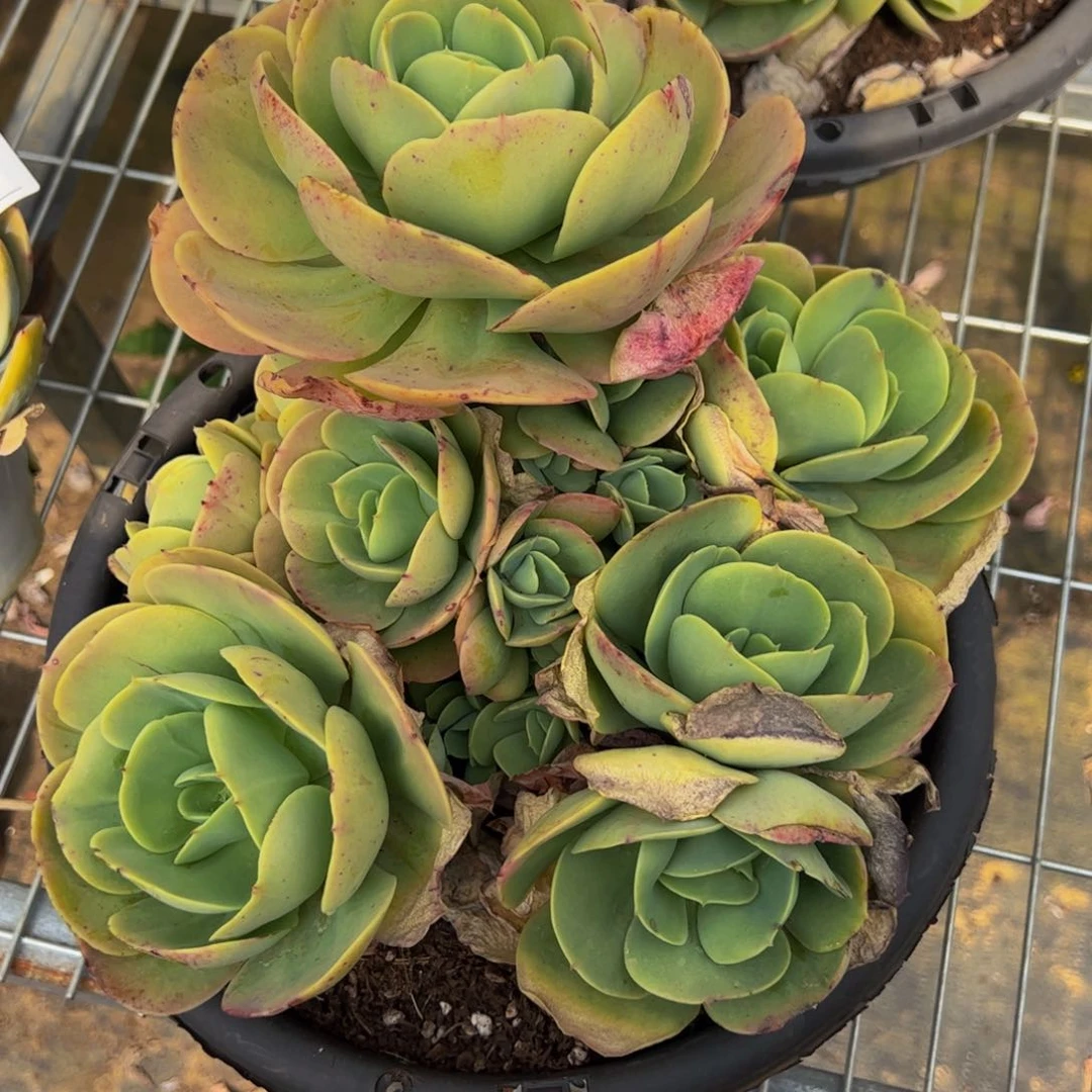 鸡蛋碧桃超大盆无砍群