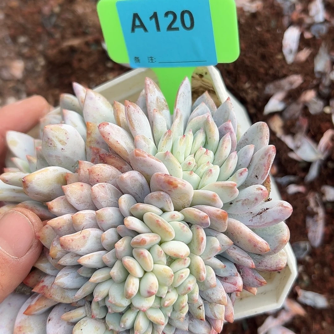 慢***)多肉植物一物一拍