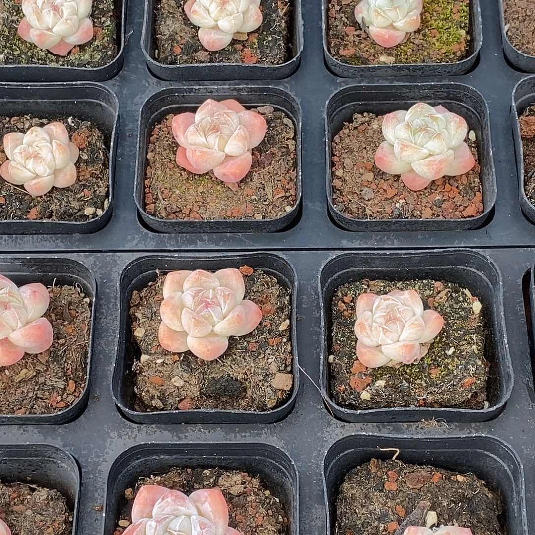 157小脸冰玉，多肉植物