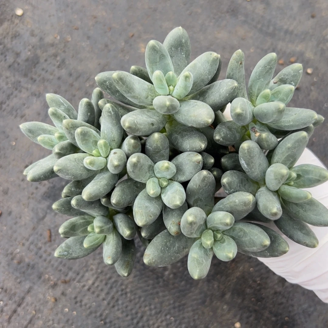 乌拉奶自然群多肉植物