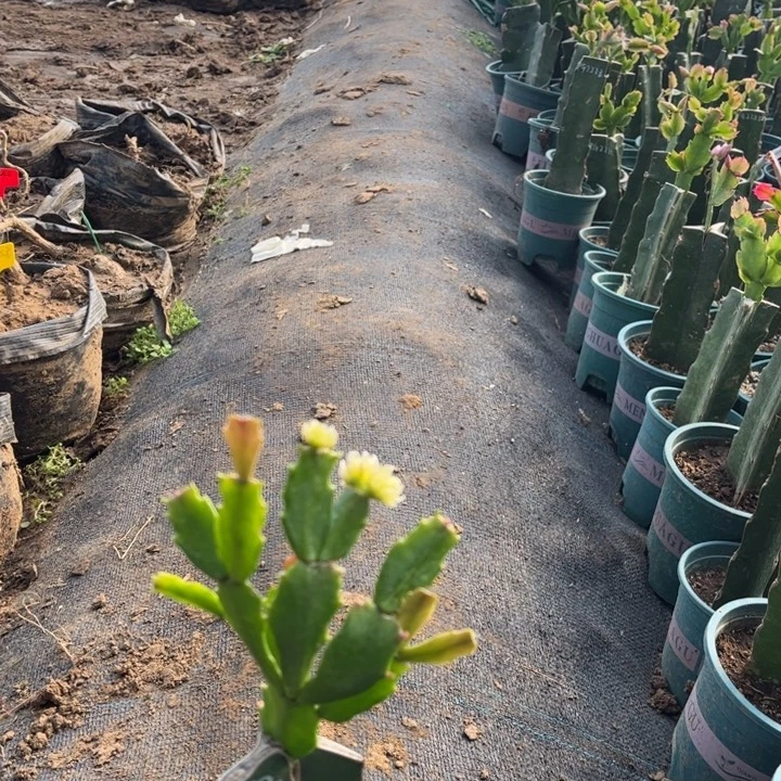 @***◕20号052白色花4。  的