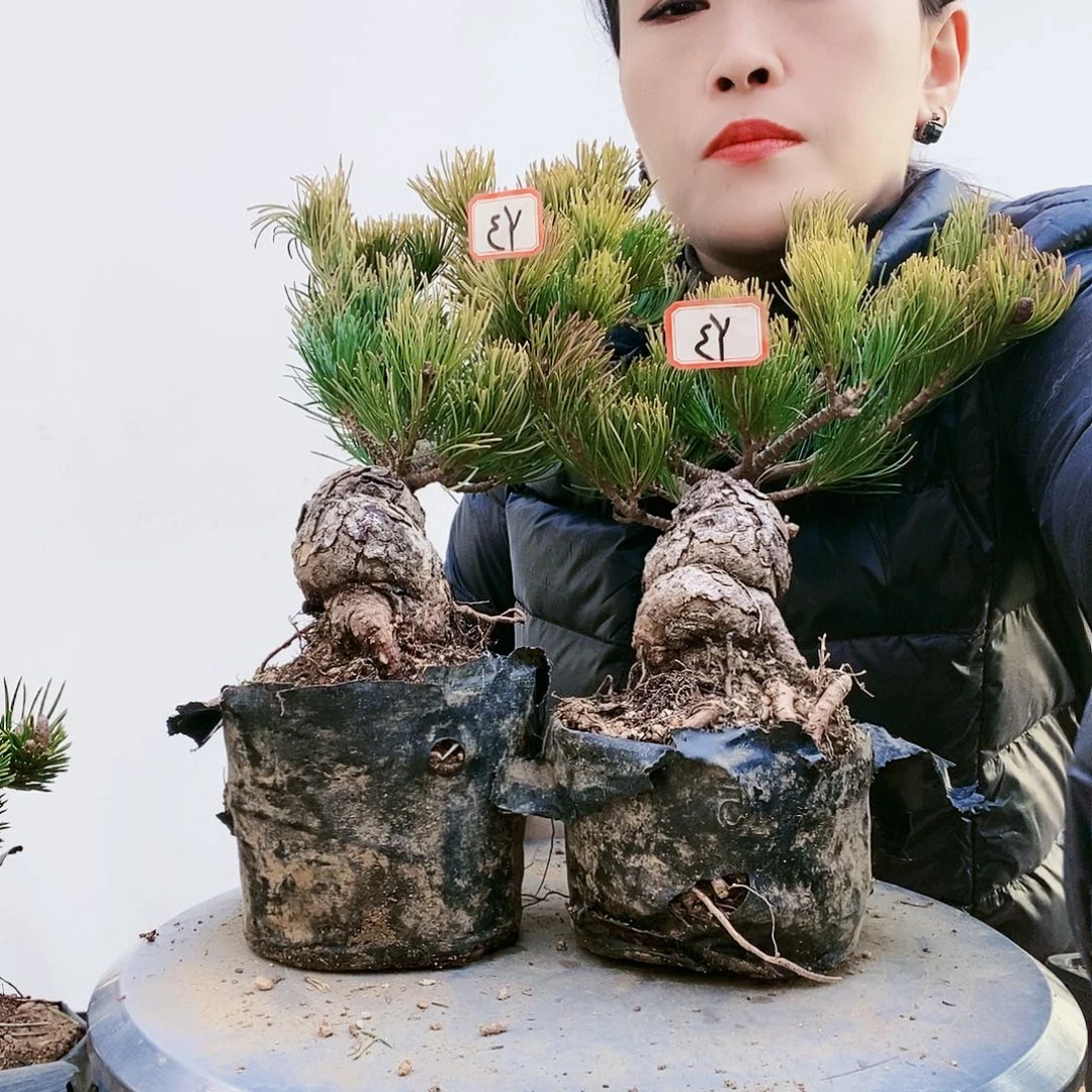 植物形态多年生草本