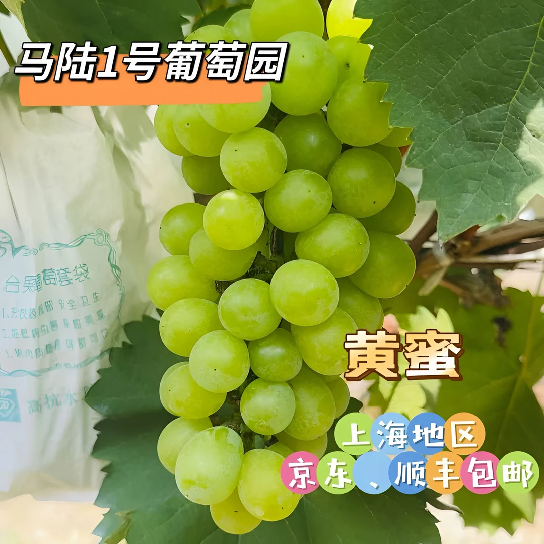 马陆1号葡萄园-黄蜜 净重5斤、10斤装  新鲜采摘 上海地区包邮