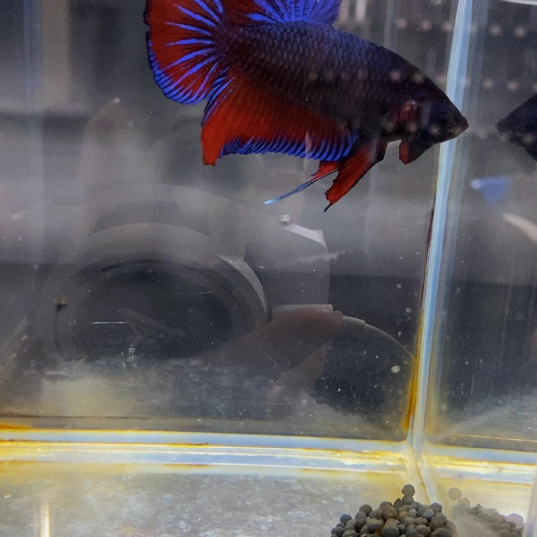 吃***！斗鱼293巨斗1111111