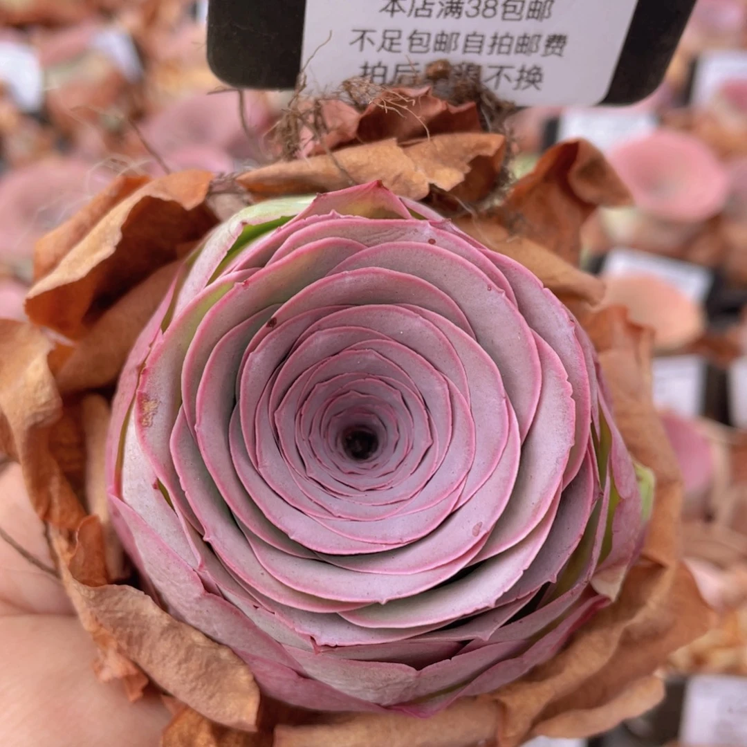 山地玫瑰C487裸根发货断枝不包损不售后